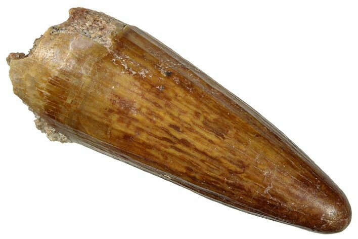 Cretaceous Fossil Crocodylomorph Tooth - Morocco #299190